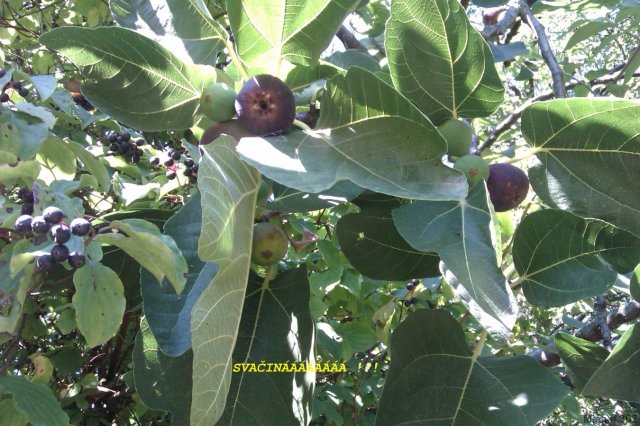 Albánií křížem krážem